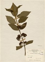 藏品(杜虹花)的圖片